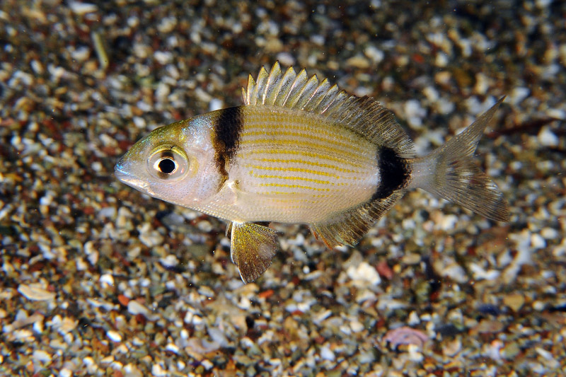 Piccolo di sarago fasciato (juvenile Diplodus vulgaris)